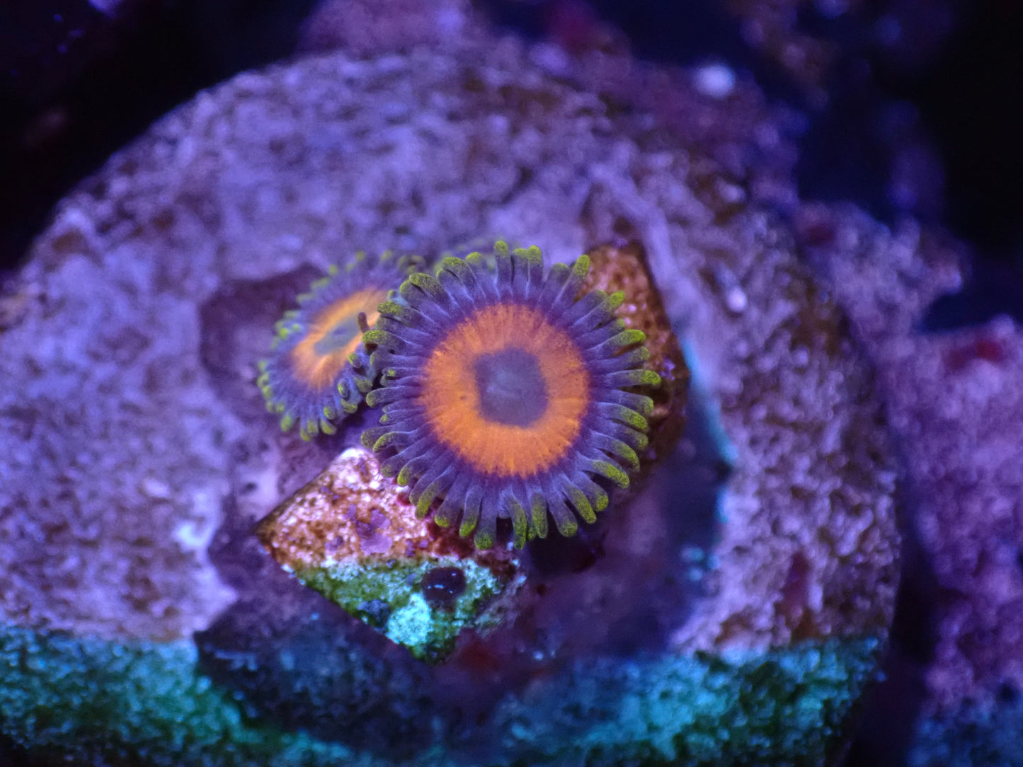 G5 04/22 Baboon Booty Zoas