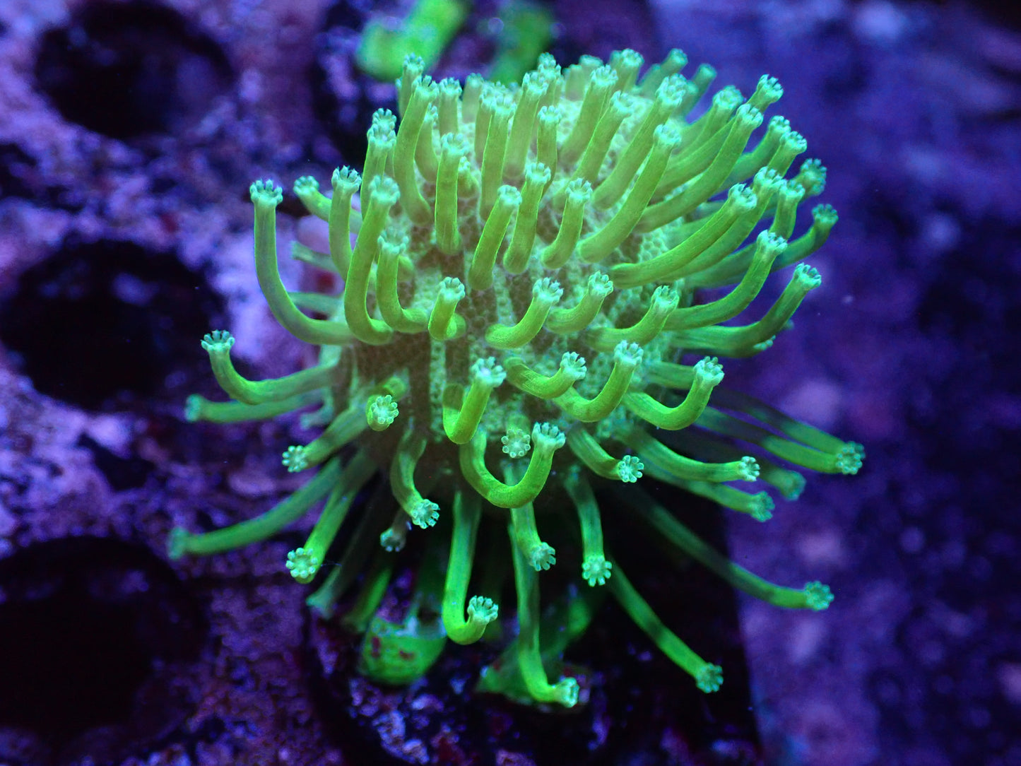 J2 04/22 Japanese Neon Green Toadstool