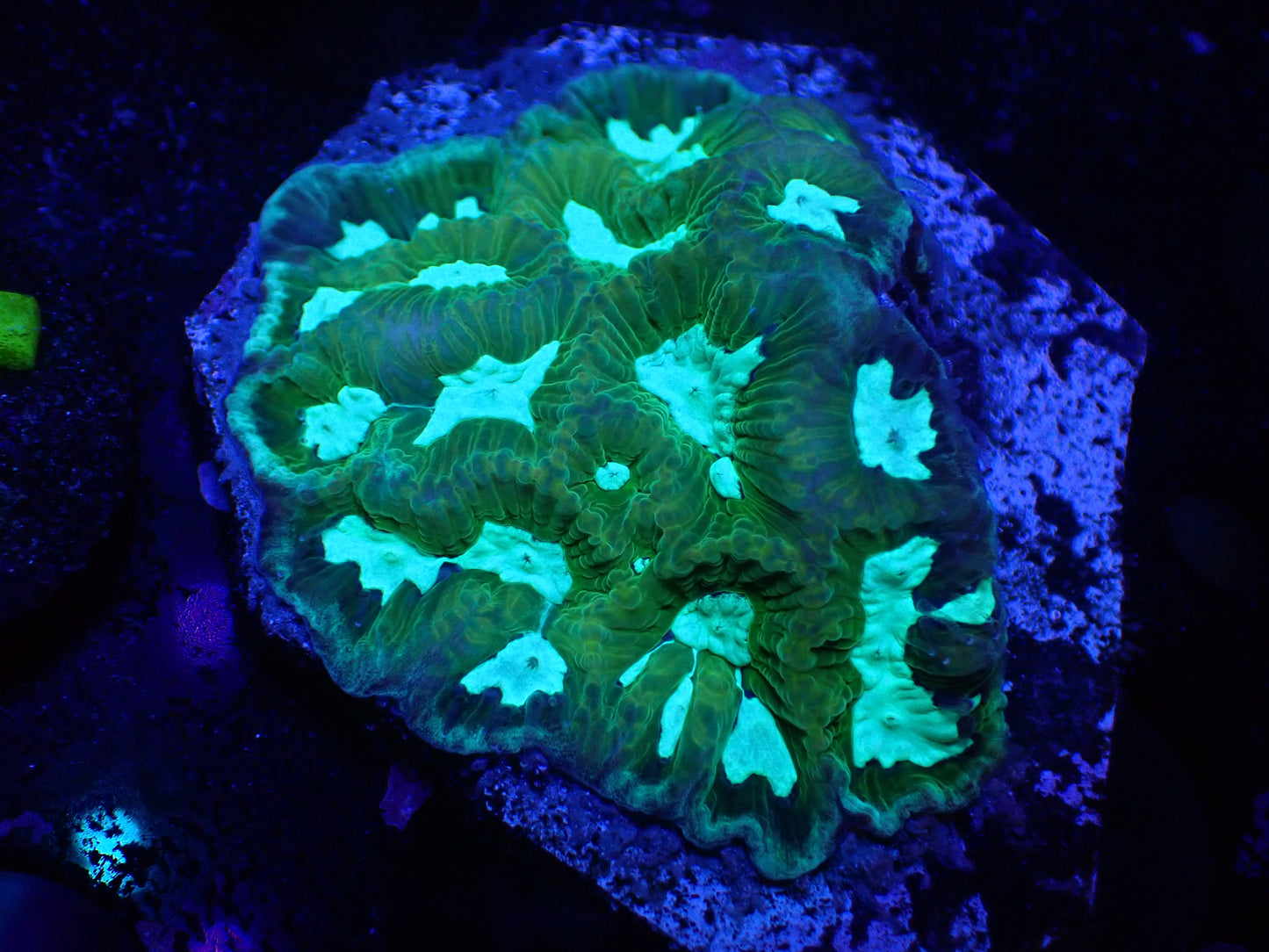 L4 04/22 JRA Everglades Favia Chunk