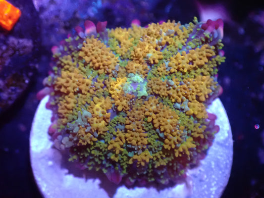 A2 Gonzo's Golden Dragon Mushroom 5/6
