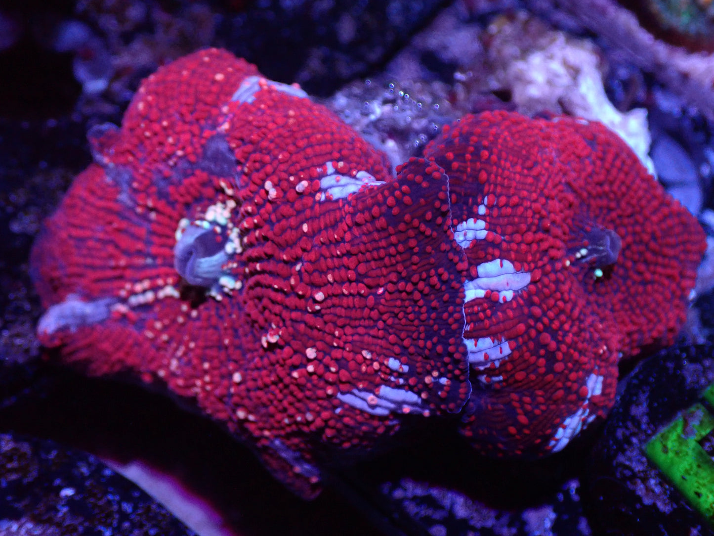 F1 Two Head Rainbow Devil Discosoma 5/6