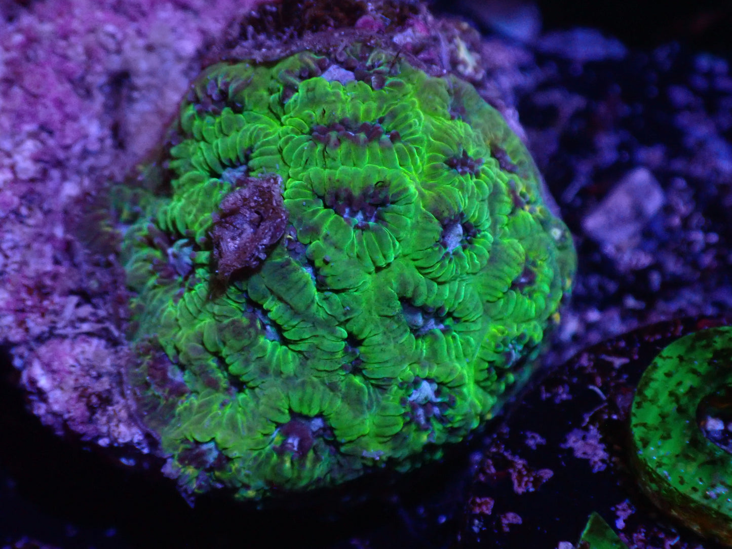 G3 Blue Eyed Girl Leptastrea 5/6