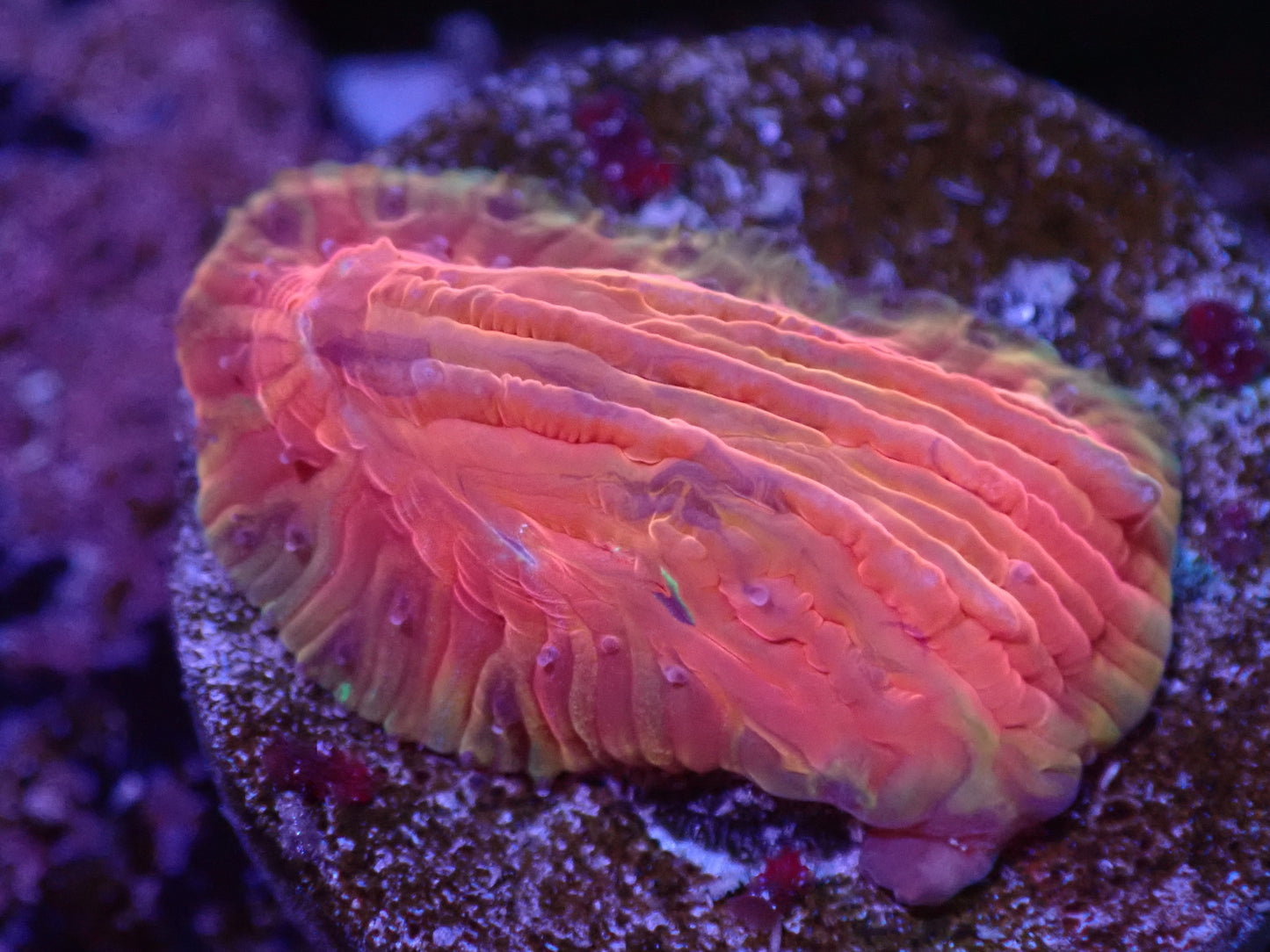 I1 Coralscoral.com Rainbow Dreamsicle Diaseris 5/6