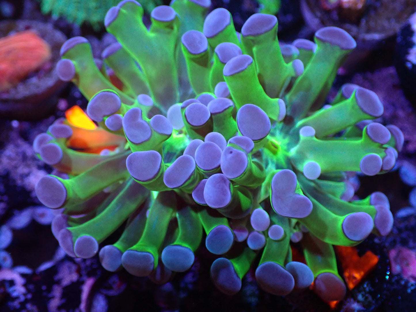 I2 Purple Tip Frogspawn 5/6