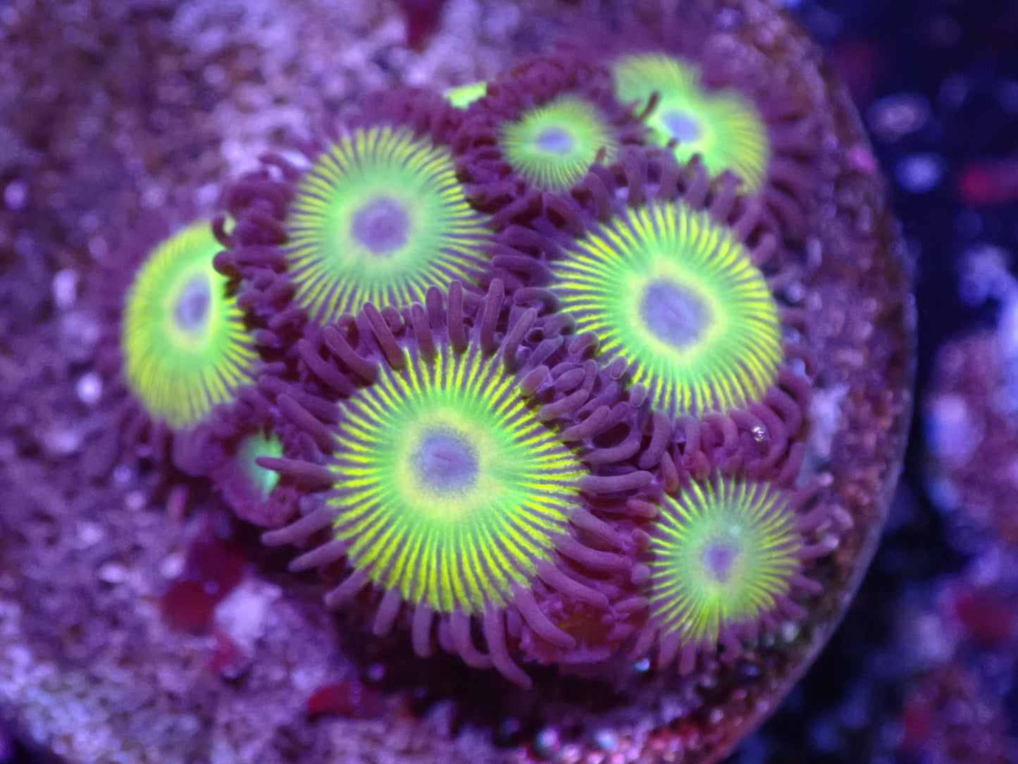 I6 Sunbeam Zoas 5/6