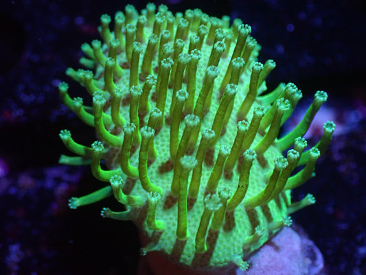 B1 5/13 Japanese Neon Green Toadstool