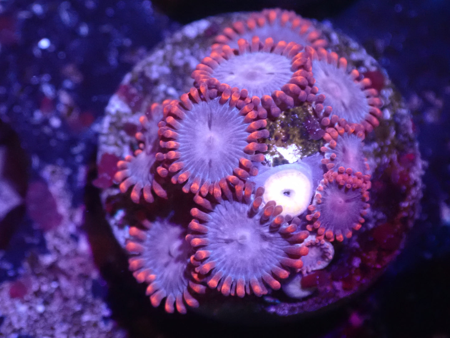 B2 5/13 Lilo And Stitch Zoas