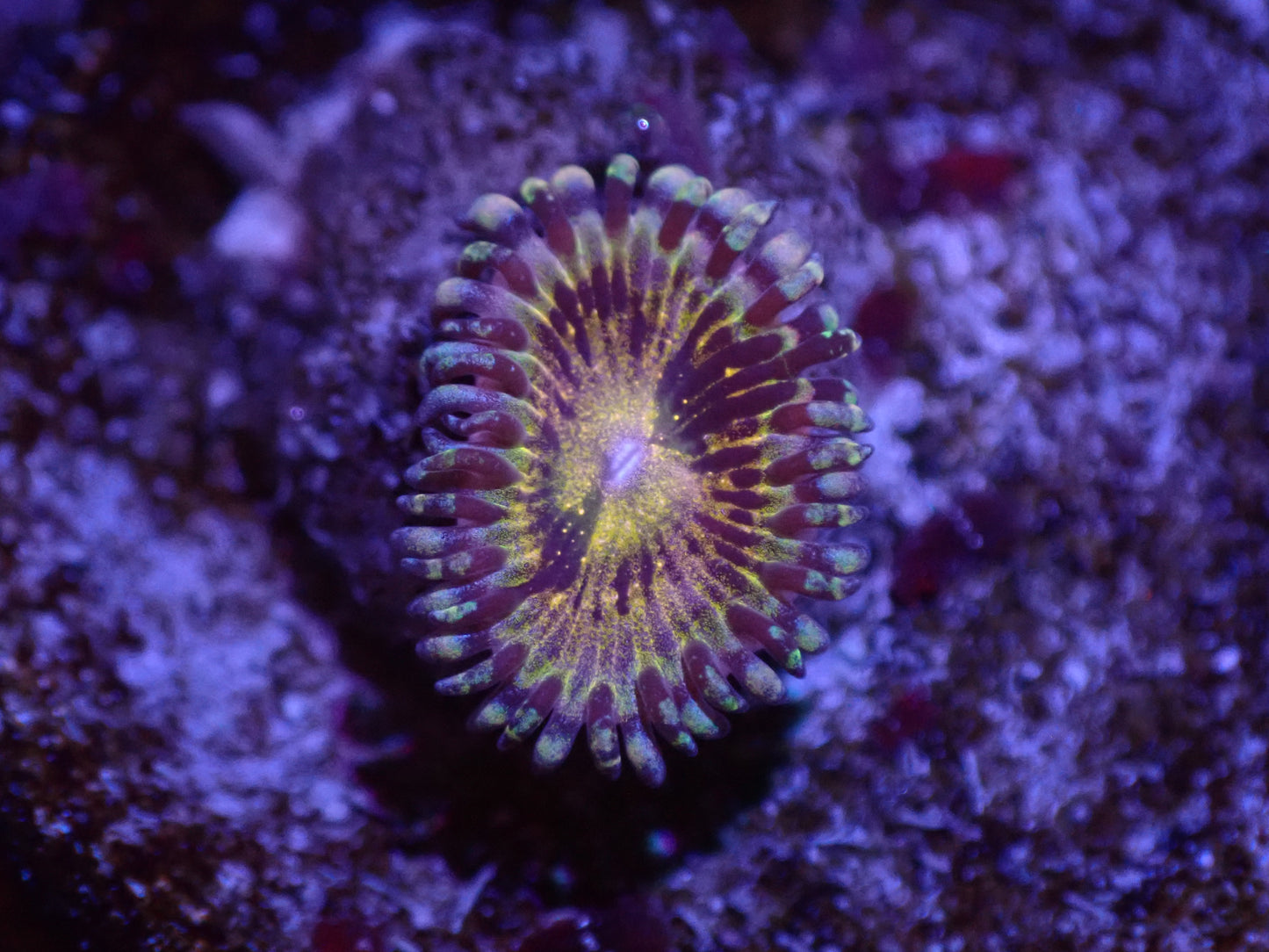 C2 5/13 Grim Reaper Zoa