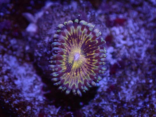 C2 5/13 Grim Reaper Zoa