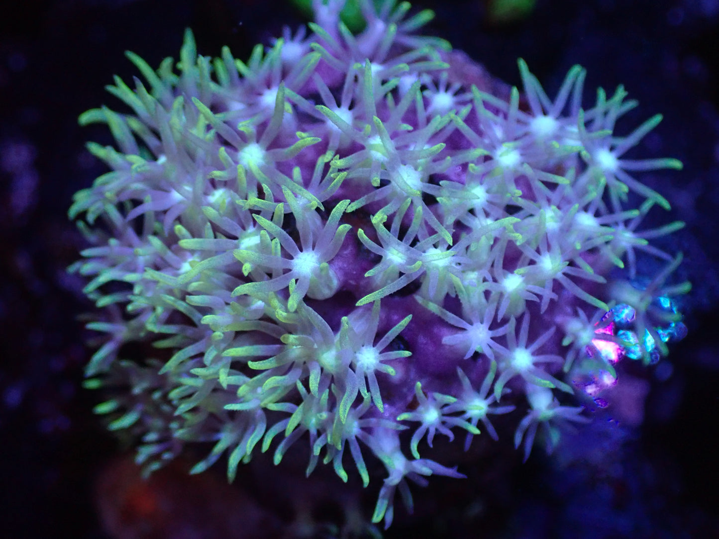 C5 5/13 GSP