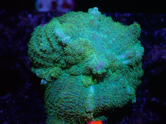 D1 5/13 Neon Green Rhodactis