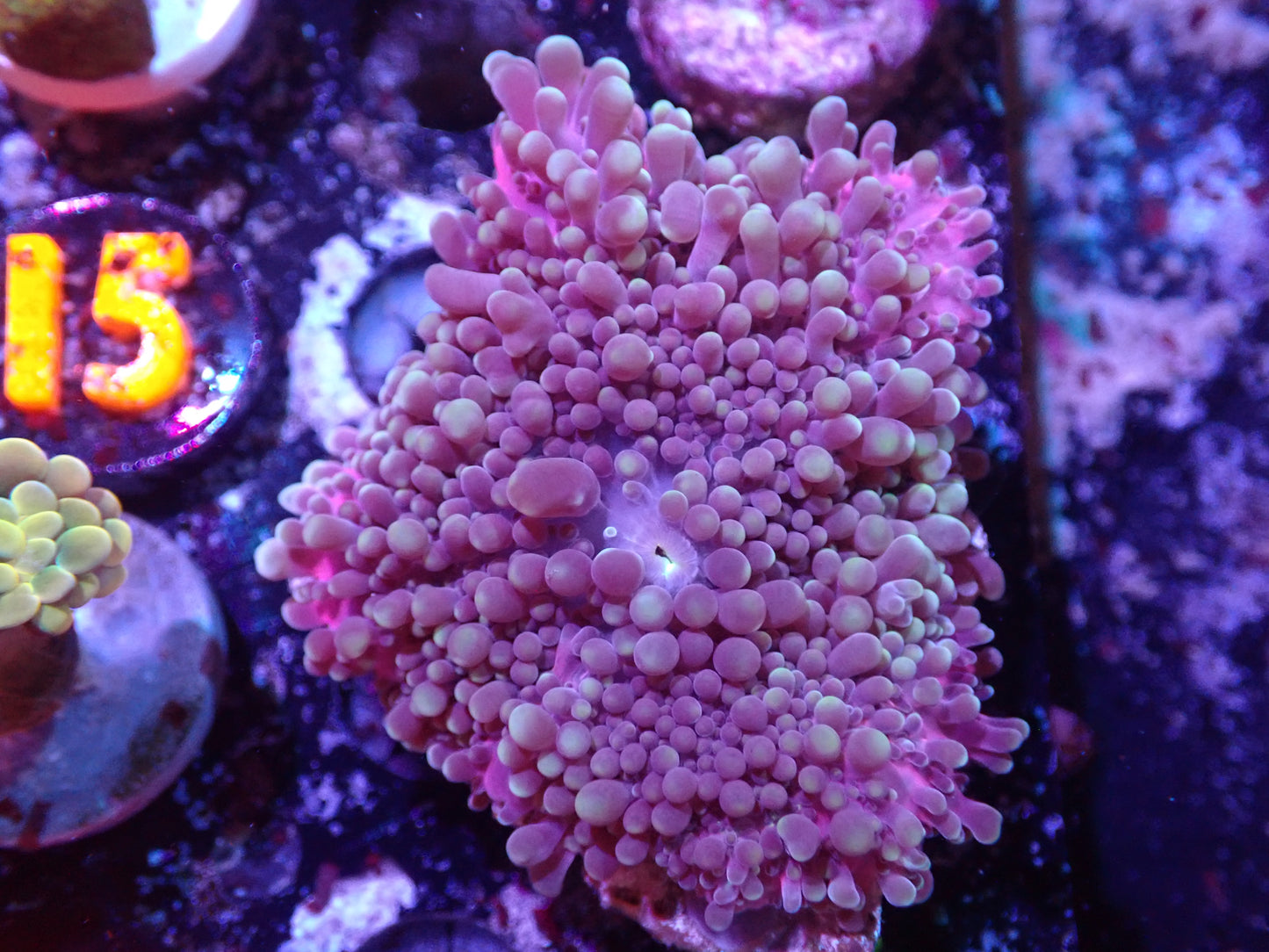 J6 5/13 Unique Pink/ Purple Yuma