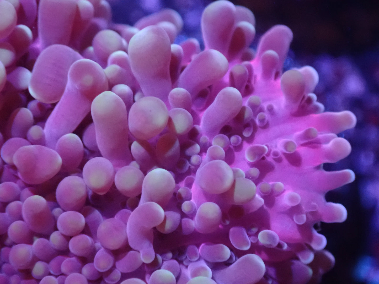 J6 5/13 Unique Pink/ Purple Yuma