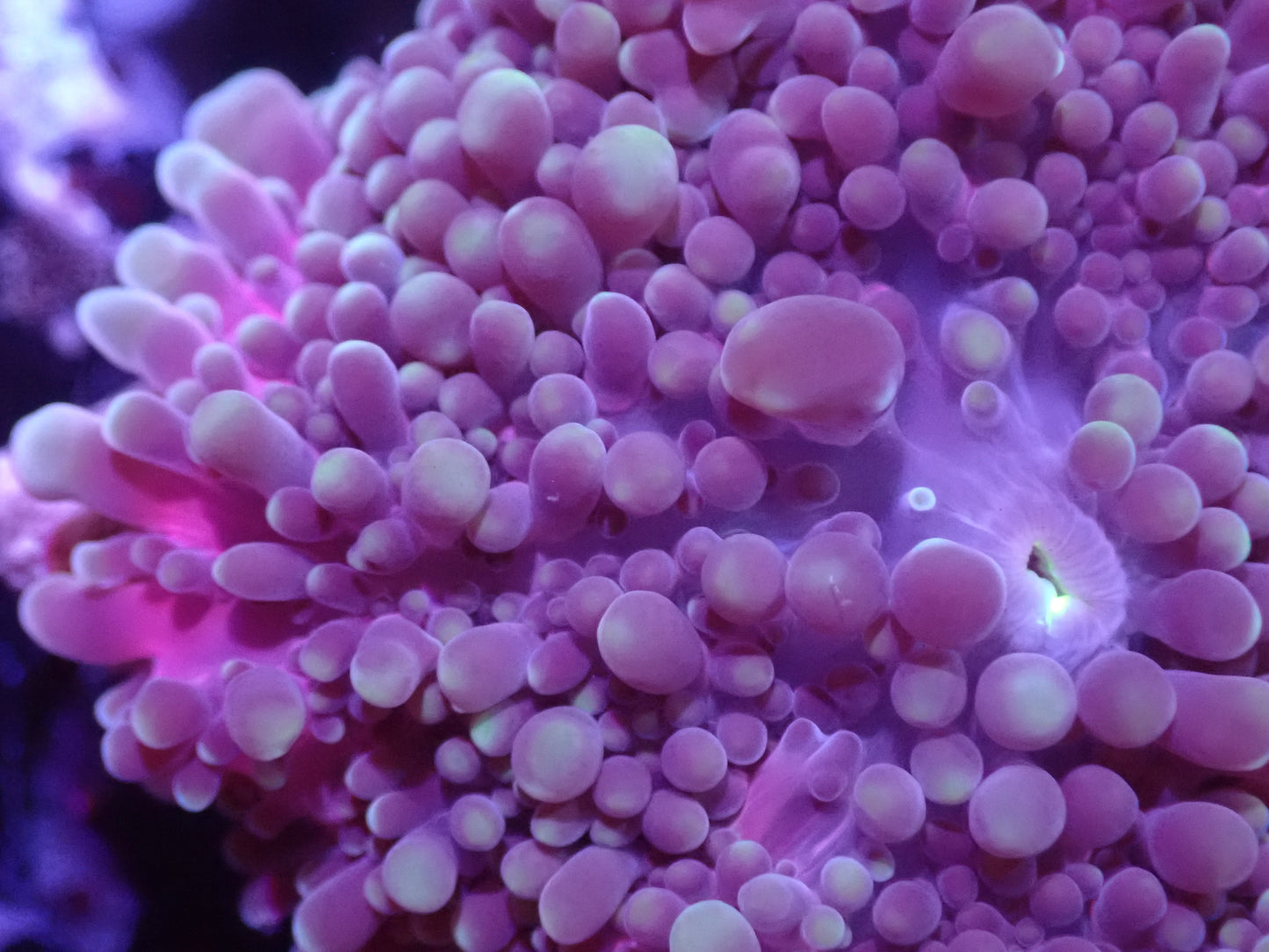 J6 5/13 Unique Pink/ Purple Yuma