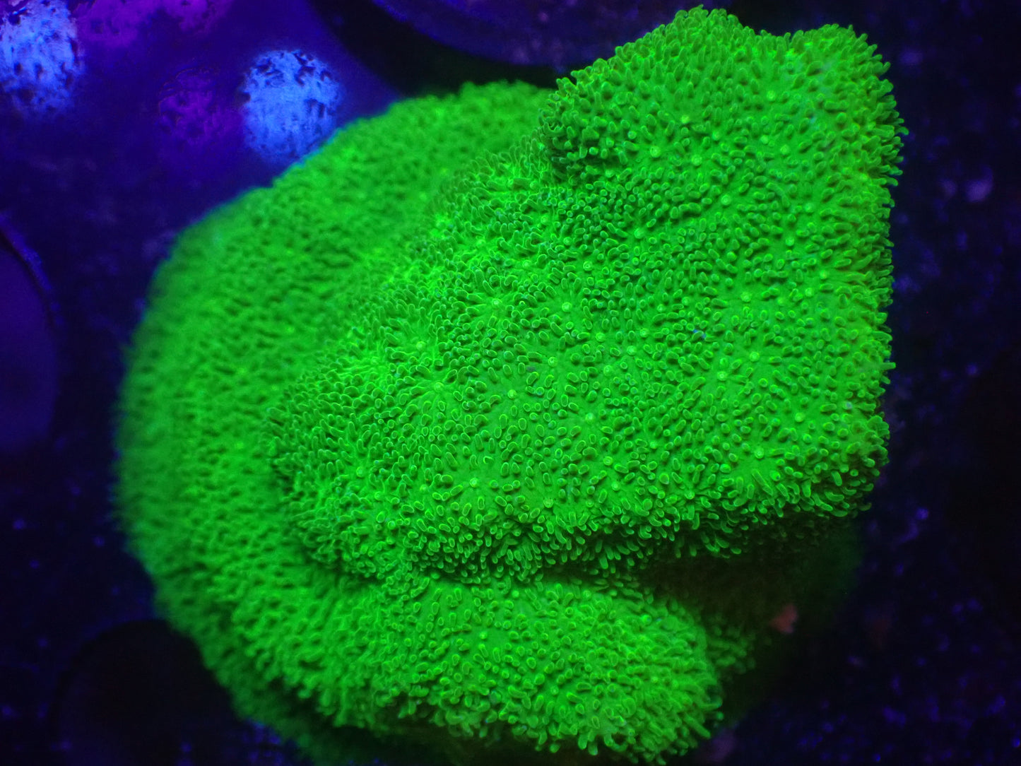 N4 5/13 LYNNS Neon Green Pavona