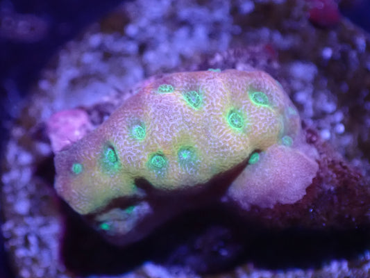 D4 5/23 Beach Bum Monti