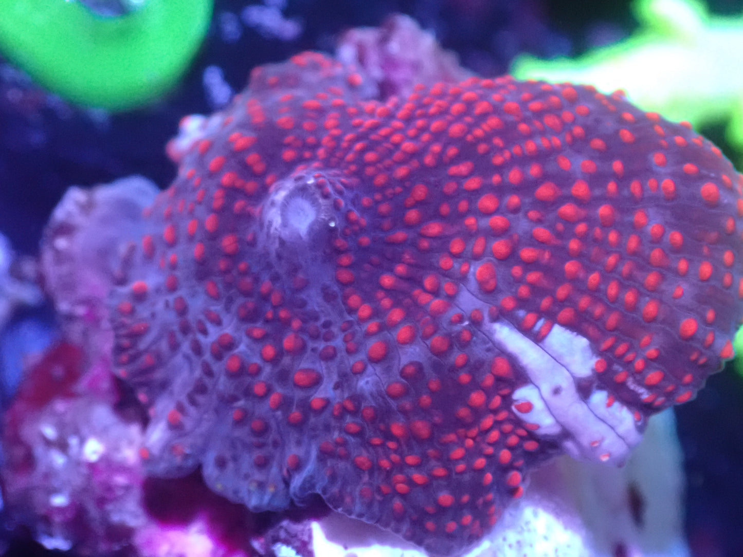 B6 5/20 Rainbow Devil Mushroom