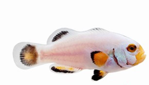 Live 6/4/26 Platinum Picasso Clownfish