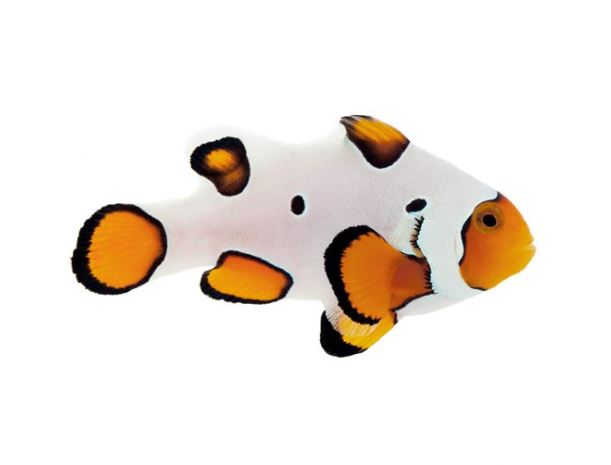 Premium Gladiator/DaVinci Clownfish