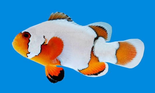Premium Snowflake Clownfish Live