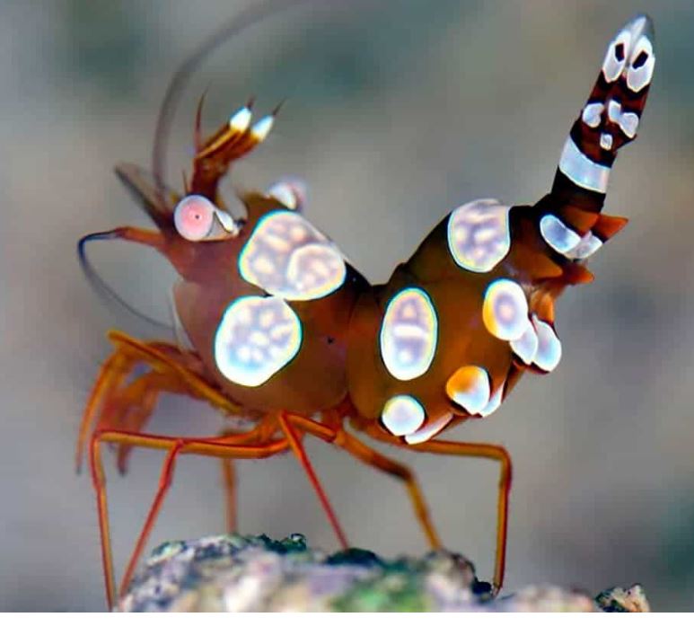 Sexy Dancer Shrimp