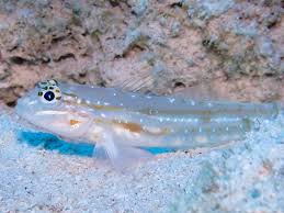 Live 7/16/26 Venezuelan Goby
