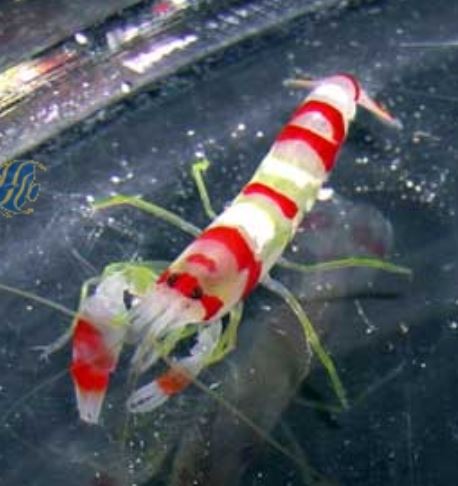 Red Banded Pistol Shrimp