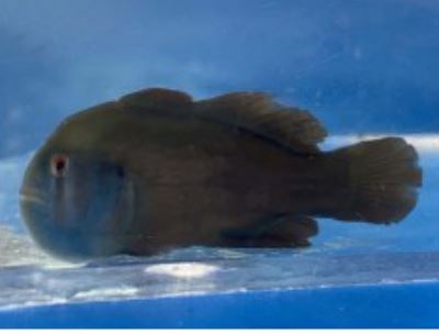 Black Clown Goby