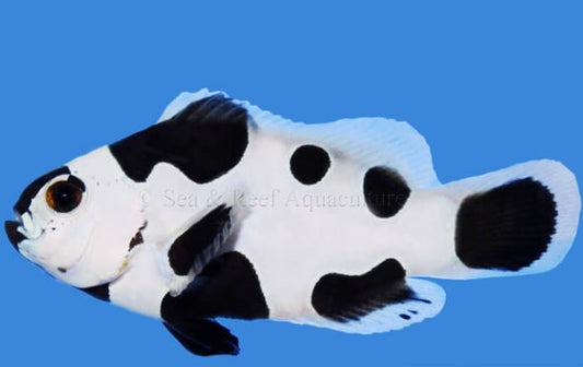 Black Storm Clownfish