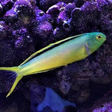 Green Canary Blenny