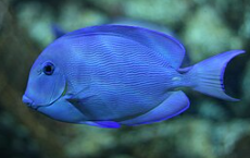 Atlantic Blue Tang