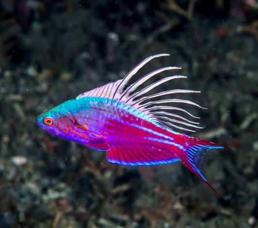 Blue Flasher Wrasse