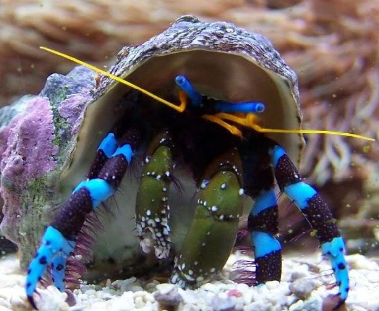 Live 6/4/26 Electric Blue Hermit Crab