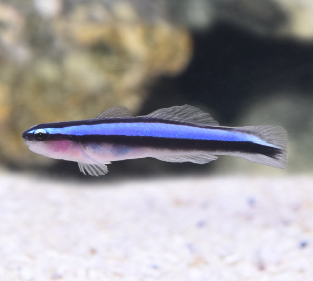 Blue Stripe Neon Goby