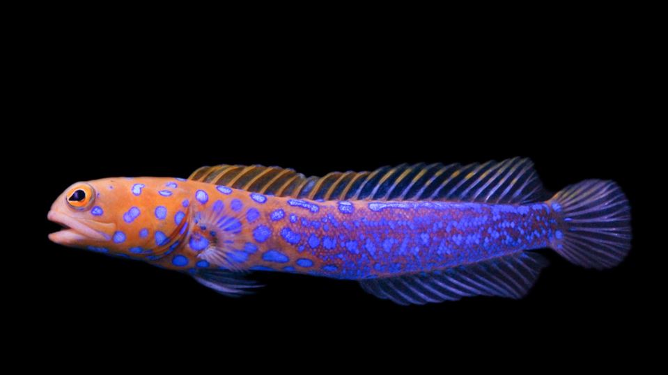 Blue Spot Jawfish