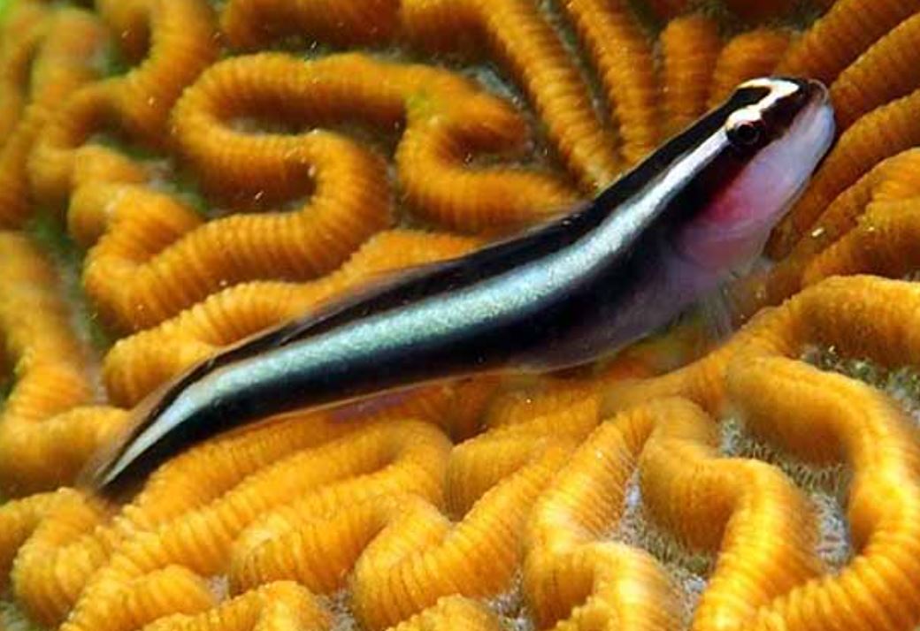 Bluestripe Neon Cleaner Goby