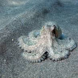 Brown Pacific Octopus Cephalopods