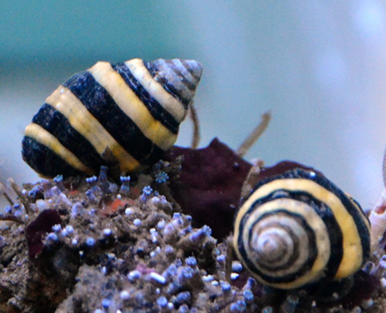 Live 6/4/26 Bumble Bee snail