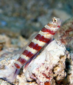 Bumblebee (Wheeleri) Goby