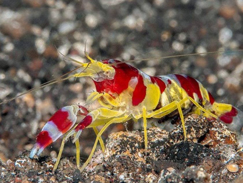 Candy Stripe Pistol Shrimp
