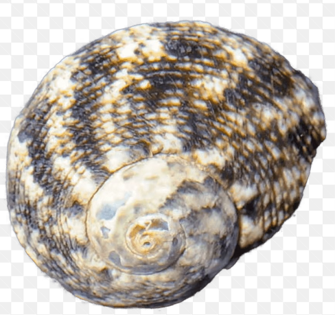 Cat Eye Turbo Snail