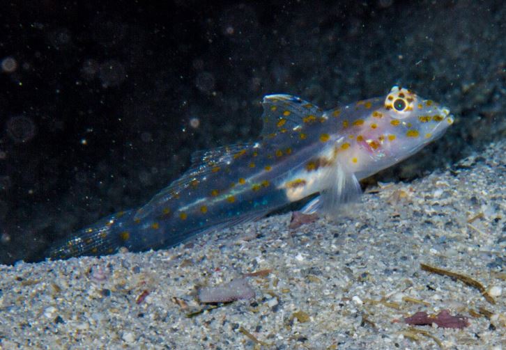 Live 6/25/26 Transparent Cave Goby