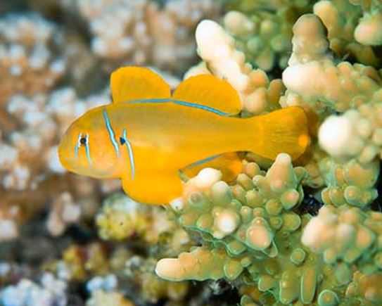 Citron Clown Goby