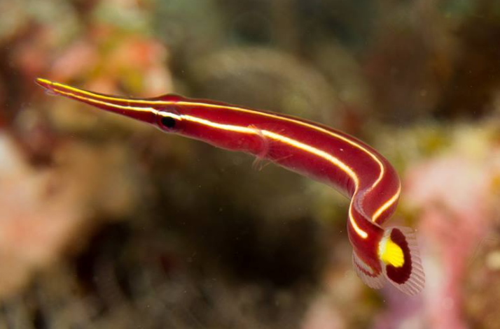 Yellow Striped Clingfish Goby