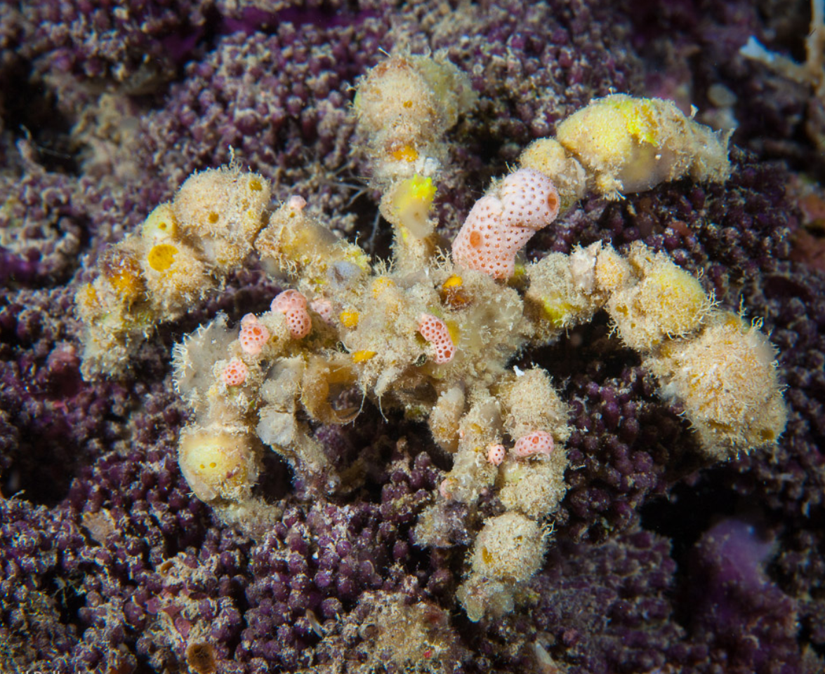 Decorator Spider Crab