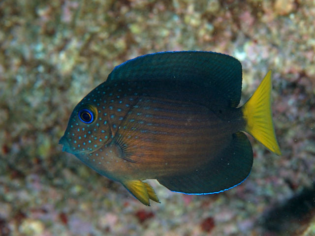 Juvenile Bristletooth Two Spot Tang