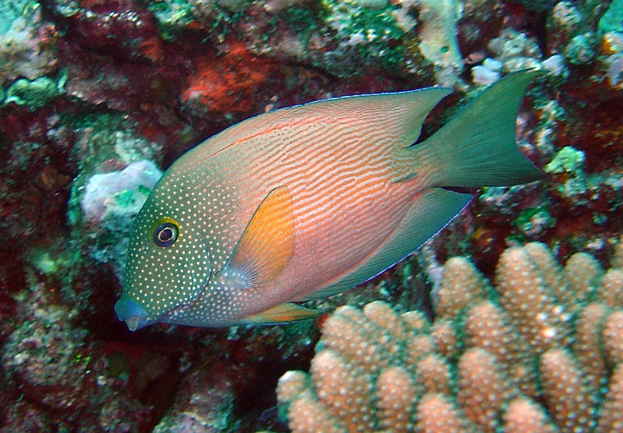 Bristletooth Short-Tail Tang