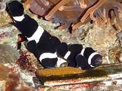 Live 6/25/26 Darwin Clownfish
