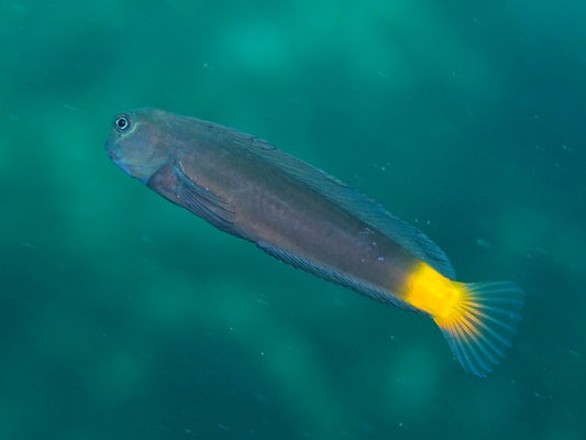 Black Comb-Tooth Blenny