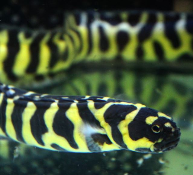 Live 6/4/26 Neon Engineer Goby
